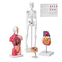 Algopix Similar Product 10 - VEVOR Human Anatomy Models Bundle Set