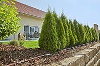 Algopix Similar Product 11 - Gardena 13011 Micro Drip for Plant