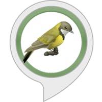 Algopix Similar Product 2 - Sleep Sounds: Forest Bird Sounds