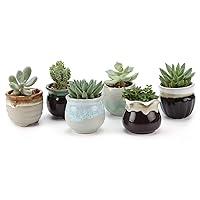 Algopix Similar Product 18 - T4U Small Ceramic Succulent Pots with