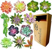 Algopix Similar Product 18 - Fake Succulent Plants Realistic 12