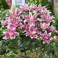 Algopix Similar Product 8 - Bloomsz Natalia Rose Lily Bulbs Plant