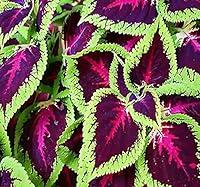 Algopix Similar Product 1 - Big Pack  10000 Coleus blumei