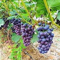 Algopix Similar Product 18 - Grape Vine Live Plant to Grow 1 Year