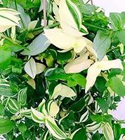 Algopix Similar Product 11 - Creme n Green Wandering Jew  4