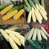 Algopix Similar Product 18 - Backyard Bicolor Sweet Corn Packet Seed