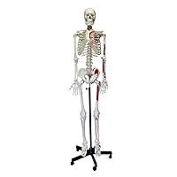 Algopix Similar Product 19 - MonMed Numbered Medical Skeleton Model