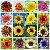 Algopix Similar Product 10 - 1000 Sunflower Seeds for Planting