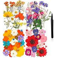 Algopix Similar Product 1 - Nuanchu Pressed Flowers Bulk Dried