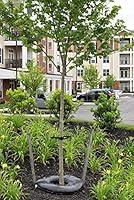 Algopix Similar Product 15 - TreeDiaper 36 Tree Watering Mat 