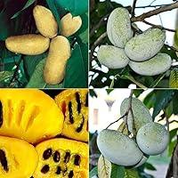 Algopix Similar Product 12 - 3 Pcs Paw Paw Tree Seeds for Planting