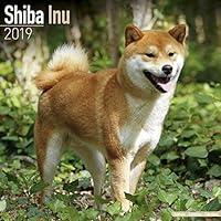 Algopix Similar Product 8 - Shiba Inu Calendar  Dog Breed