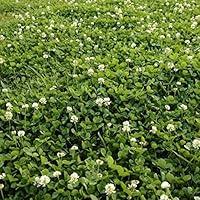 Algopix Similar Product 20 - Outsidepride Perennial White Dutch