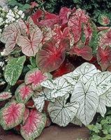 Algopix Similar Product 17 - Bloomsz Caladium Bulbs Mixture Plant