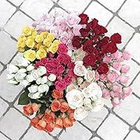 Algopix Similar Product 8 - Magnaflor Fresh Spray Multicolor Roses