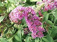 Algopix Similar Product 10 - Greenwood Nursery Live Shrub Plants 