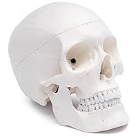 Algopix Similar Product 13 - Cranstein A210 Skull Model for Anatomy