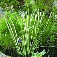 Algopix Similar Product 15 - Bloomsz Marginal Bog Plant Acorus