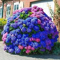 Algopix Similar Product 11 - 35pcs Blue Pink Purple Hydrangea Seeds