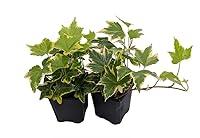 Algopix Similar Product 10 - Gold Child English Ivy  Hardy