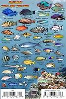Algopix Similar Product 12 - Bahamas Reef Creatures Identification