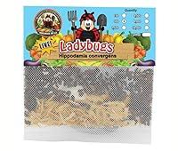 Algopix Similar Product 8 - 300 Live Ladybugs  Good Bugs 