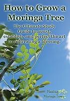 Algopix Similar Product 18 - How to grow a Moringa Tree The