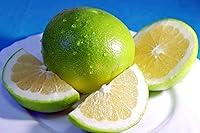 Algopix Similar Product 8 - Kejora Fresh Melogold Grapefruits 2 pcs
