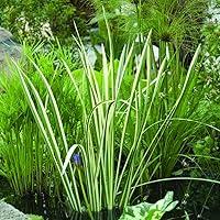 Algopix Similar Product 10 - Bloomsz Marginal Bog Plant Acorus