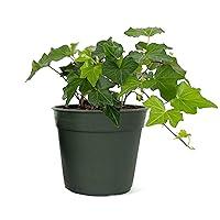 Algopix Similar Product 18 - American Plant Exchange English Ivy 