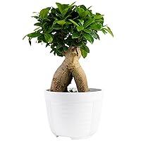 Algopix Similar Product 2 - Costa Farms Mini Bonsai Live Indoor