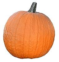 Algopix Similar Product 10 - Pumpkin Gladiator  Powdery Mildew
