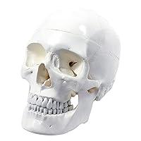 Algopix Similar Product 20 - Wellden Medical Anatomical Human Skull