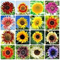 Algopix Similar Product 11 - 1000 Sunflower Seeds for Planting