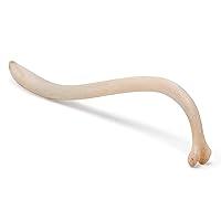 Algopix Similar Product 13 - Raccoon Baculum Bone Raccoon Penile