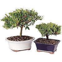 Algopix Similar Product 5 - Brussels Live Gardenia and Green Mound