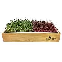 Algopix Similar Product 12 - Complete Microgreens Growing Kit 