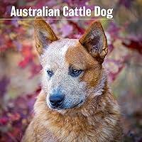 Algopix Similar Product 12 - MegaCalendars  Australian Cattle Dog