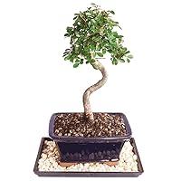 Algopix Similar Product 16 - Brussels Live Chinese Elm Outdoor