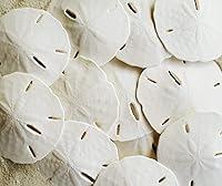 Algopix Similar Product 8 - White Sand Dollars 253  10pcs 