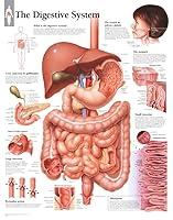 Algopix Similar Product 6 - Digestive System chart: Wall Chart