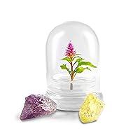 Algopix Similar Product 14 - BLOOMIFY Celosia Flower Terrarium Zero