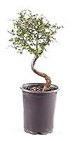 Algopix Similar Product 4 - Brussels Bonsai Live Chinese Elm