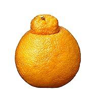 Algopix Similar Product 8 - Mandarin Dekopon, 1 Each