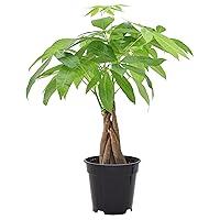 Algopix Similar Product 6 - Money Tree Live Indoor Plant in 4 in