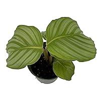 Algopix Similar Product 1 - Orbit Peacock Plant  Calathea