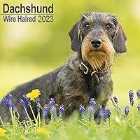 Algopix Similar Product 12 - Wirehaired Dachshund Calendar  Dog