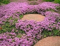 Algopix Similar Product 20 - 3500 Creeping Thyme Seeds Thymus