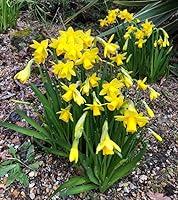 Algopix Similar Product 20 - Yellow Daffodil 50 Bulbs Lent Lily