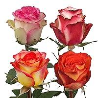 Algopix Similar Product 4 - Farm Fresh Natural Assorted Bicolor